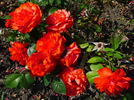 Warrior rose photo