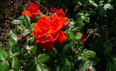 Warrior rose photo