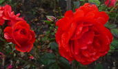 Warrior rose photo
