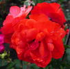 Warrior rose photo