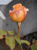 Nelson Girls rose photo