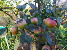 Highfield ® rose photo