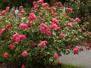 Europa-Rosarium Sangerhausen rose photo