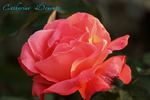 Catherine Deneuve rose photo