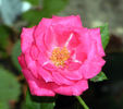 Lady Bren ™ rose photo
