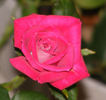 Lady Bren ™ rose photo