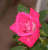 Lady Bren ™ rose photo
