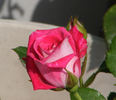 Lady Bren ™ rose photo