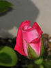 Lady Bren ™ rose photo