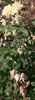 Ravensworth rose photo