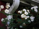 Polestar rose photo