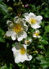 The Gift rose photo