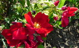 Apache rose photo