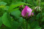 Boula de Nanteuil rose photo