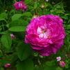 Boula de Nanteuil rose photo
