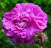 Boula de Nanteuil rose photo