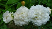 Denise Cassegrain rose photo