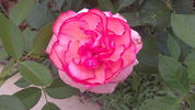Walzertraum rose photo