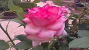 Walzertraum rose photo