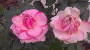 Walzertraum rose photo