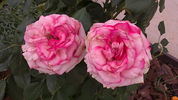 Walzertraum rose photo