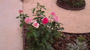 Walzertraum rose photo