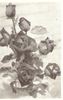 Maorilander rose photo