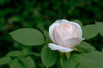 Mabel Morrison rose photo