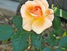 Golden Unicorn rose photo
