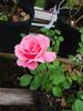 Les Sjulin rose photo