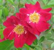 Crimson Conquest rose photo