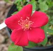 Soldier Boy rose photo