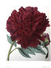Atrosanguinea peony photo