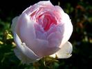 Maid Sofie rose photo