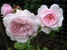 Emilie von Süsskind rose photo