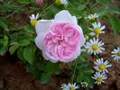 Emilie von Süsskind rose photo