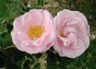 80-358 rose photo