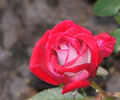 Iced Raspberry ™ rose photo