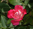 Iced Raspberry ™ rose photo