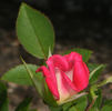 Iced Raspberry ™ rose photo