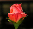 Hondo rose photo