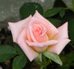 Heather Sproul ™ rose photo