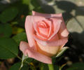 Heather Sproul ™ rose photo
