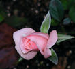 Heather Sproul ™ rose photo