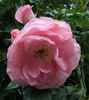 Dearest rose photo