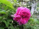 Urdh rose photo
