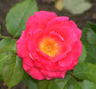 Frankly Scarlet ™ rose photo