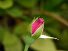 Frankly Scarlet ™ rose photo