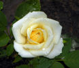 Fortune Cookie ™ rose photo