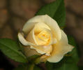 Fortune Cookie ™ rose photo